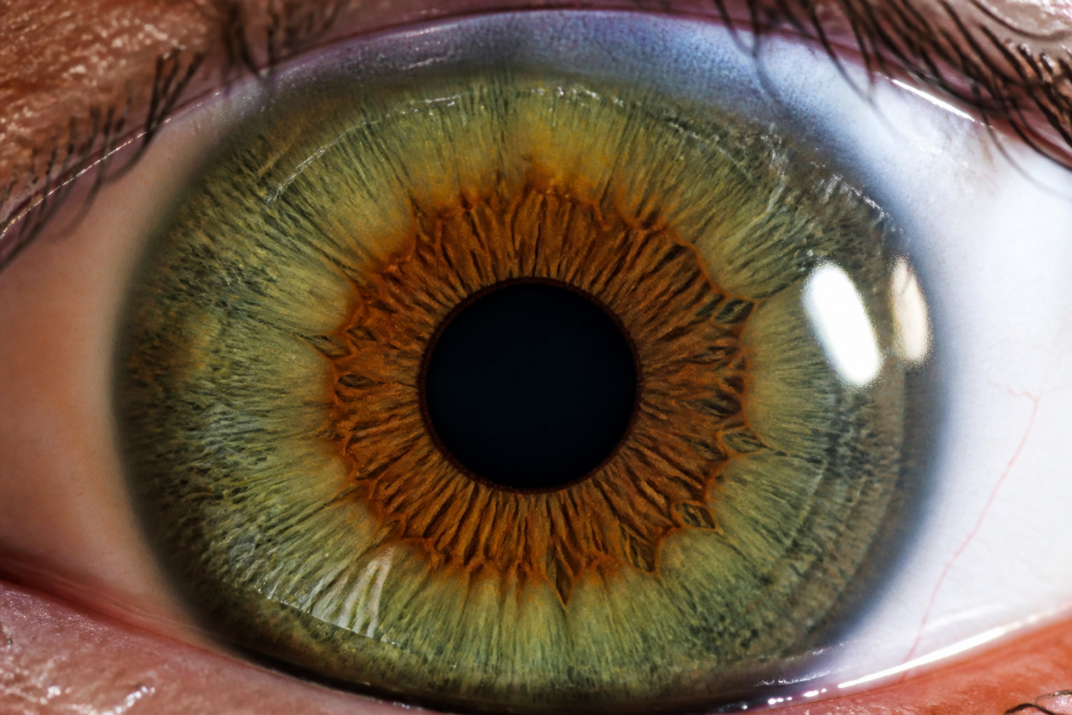 3 nuances pour distinguer le hazel du vert ou de l'ambre